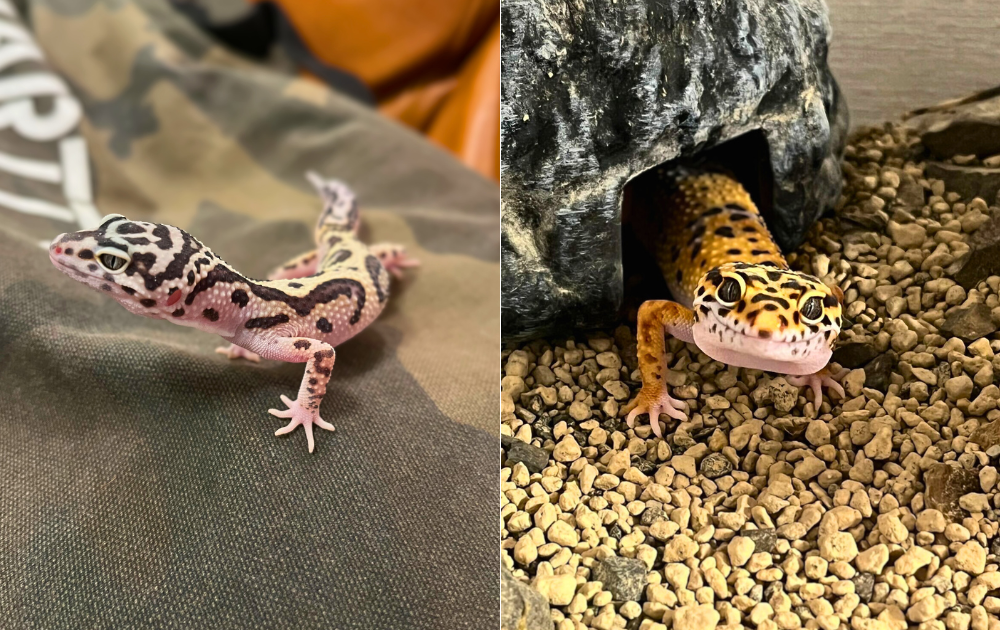 アルサーガパートナーズ　コンサルタント　飯田さん　ペット